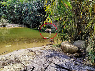 The elephant had moved to a water source after it got injured, said forest department officials