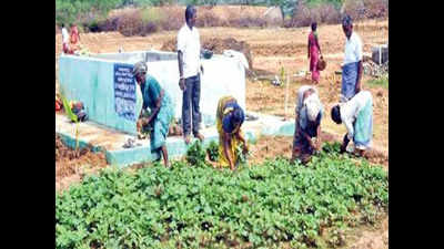 Atmanirbhar: Vegetable garden is Sivaganga village’s answer to Covid