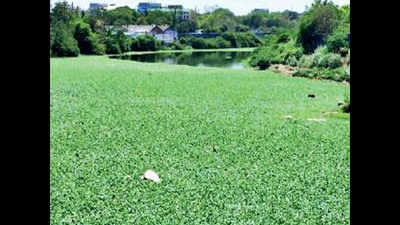 Chennai: Sewage from industries leaves water bodies covered in hyacinth