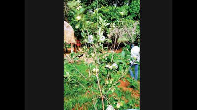 Visakhapattnam: Apple orchards bear fruit in Agency, ITDA keen to expand cultivation
