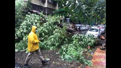 Several tree fall incidents reported, no injury: BMC