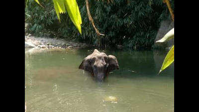 Kerala: Wildlife SOS announces Rs 1 lakh for info on wild elephant killers