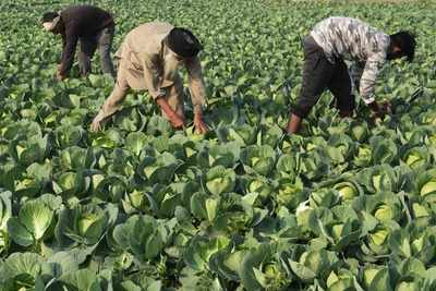Cabinet clears ordinances to kick in agri reforms, create ‘One India, One Agri-Market’
