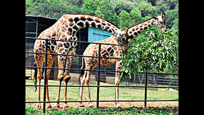 Madhya Pradesh’s ‘tall’ idea: Can we get giraffes from Africa?
