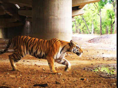 India loses 750 tigers in last eight years; MP, Maharashtra report maximum casualties: Govt
