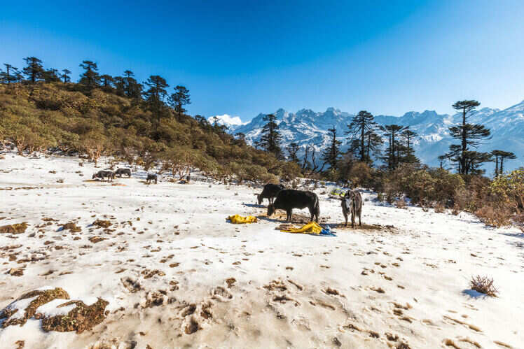 Kanchenjunga National Park, Sikkim