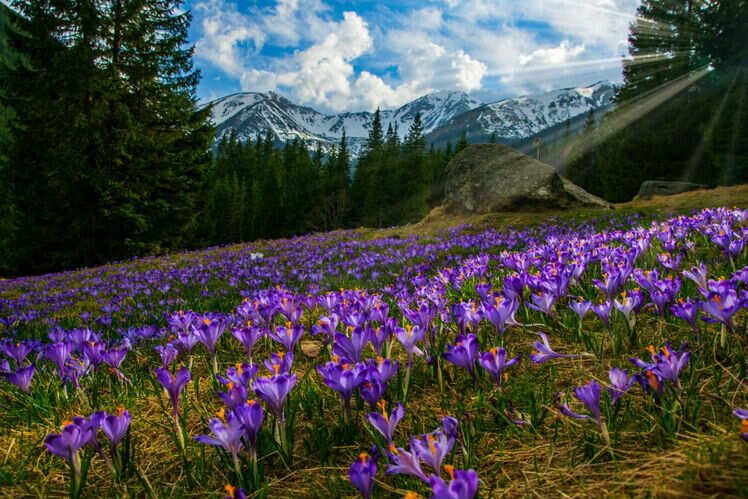 Nanda Devi and Valley of Flowers National Parks, Uttarakhand