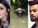 Kerala elephant tragedy: Celebrities demand strict action against animal cruelty