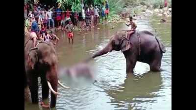 Kerala: Two in custody for causing death of pregnant elephant