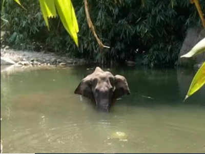 Immediate cause of death of Kerala elephant was drowning which caused lung failure, says post-mortem report