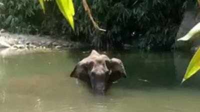 Kerala pregnant elephant killing: Preliminary post-mortem reports out