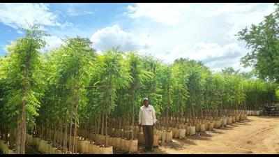 1.9 lakh saplings to be planted in Chitradurga