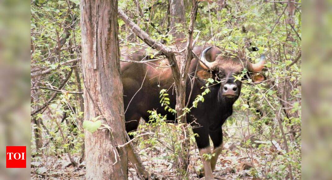 Maharashtra: Gaur sighted in Bor Tiger Reserve after 8 years | Nagpur ...