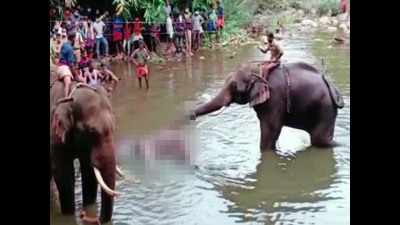 Kerala: Elephant’s tragic death sparks ugly controversy
