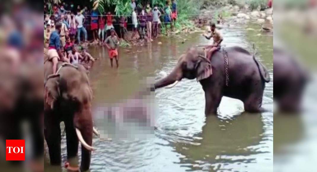 Kerala Elephant Death Hyderabad Man Announces Rs 2 L Reward For Those