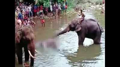 Kerala elephant death: Hyderabad man announces Rs 2 lakh reward for info on culprits