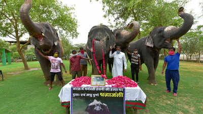 First arrest in elephant killing case in Kerala