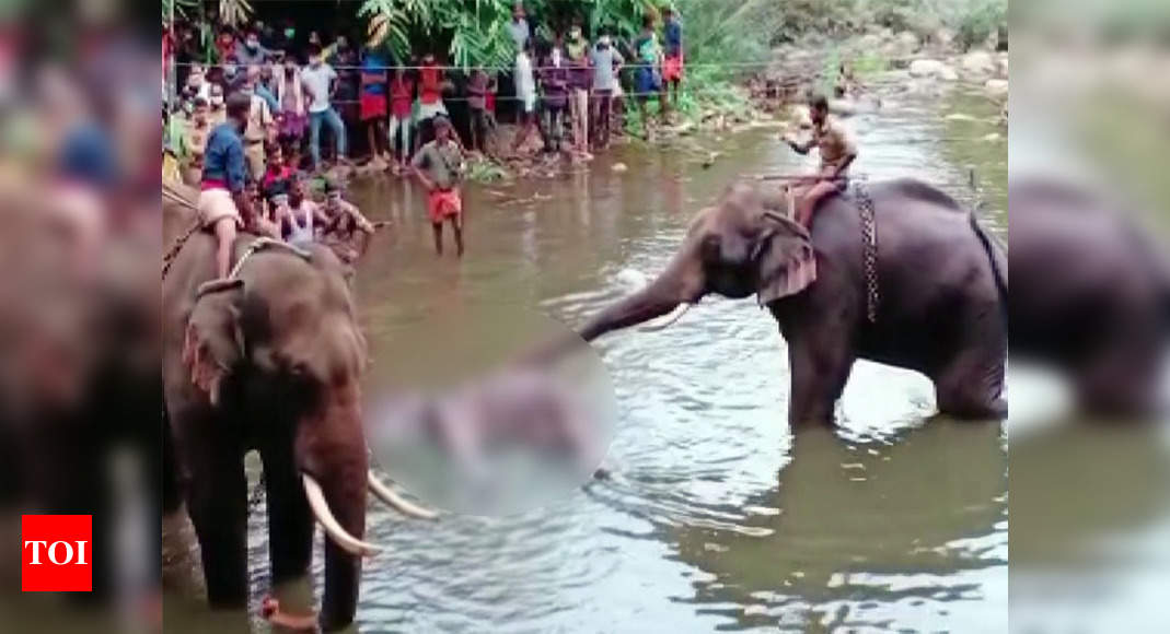 Kerala elephant news One arrested, efforts on to nab more accused