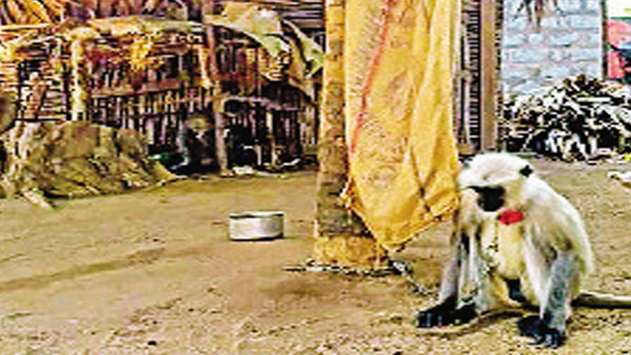 Langur sale stops in Andhra Pradesh as forest officials up vigil |  Vijayawada News - Times of India