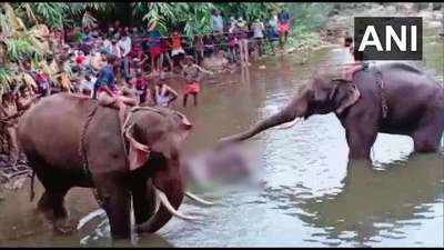Kerala elephant killing: Jumbo had major oral wounds; did not eat for nearly 2 weeks before drowning, states post-mortem report