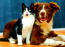 Worried about your pet's safety and happiness?
