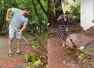 Salman sweeps the premises of his farmhouse
