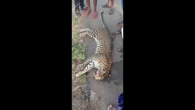 Leopardess found dead on highway in Koppal