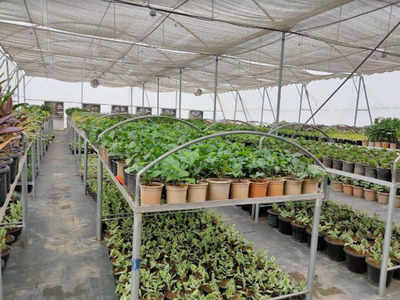 Delhi: On World Environment Day, IGIA gets one of India's largest airport nurseries