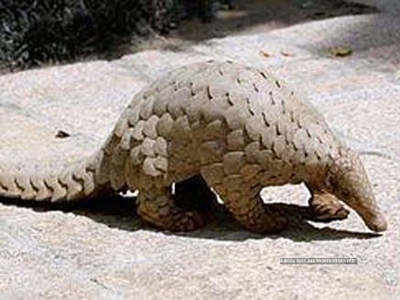 China accords highest level of protection to pangolins after Covid-19