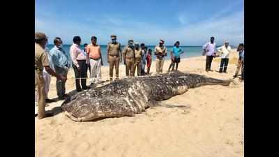 Carcass of whale shark washes ashore in Tamil Nadu