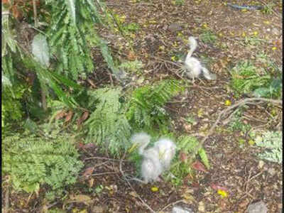 Many of these birds were treated on the spot, while those with injuries were later sent to the Thane SPCA for further care.