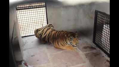 MP: Roaming tiger gets life term for three human kills