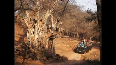 Rajasthan: Safaris in tiger reserves to open tomorrow