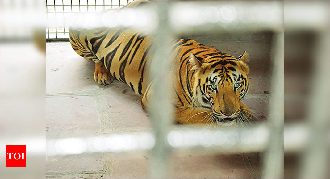 Tiger Gets Life Behind Bars For Killing 3 Human Beings 