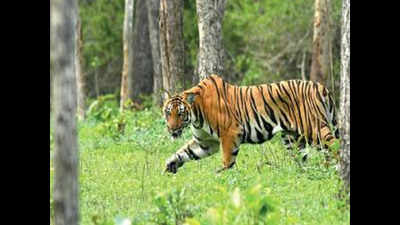 Mysuru: Activists oppose reopening of tiger reserves for visitors