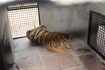 Tiger gets life behind bars for killing 3 people