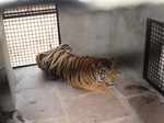 Tiger gets life behind bars for killing 3 people