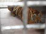 Tiger gets life behind bars for killing 3 people