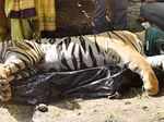 Tiger gets life behind bars for killing 3 people