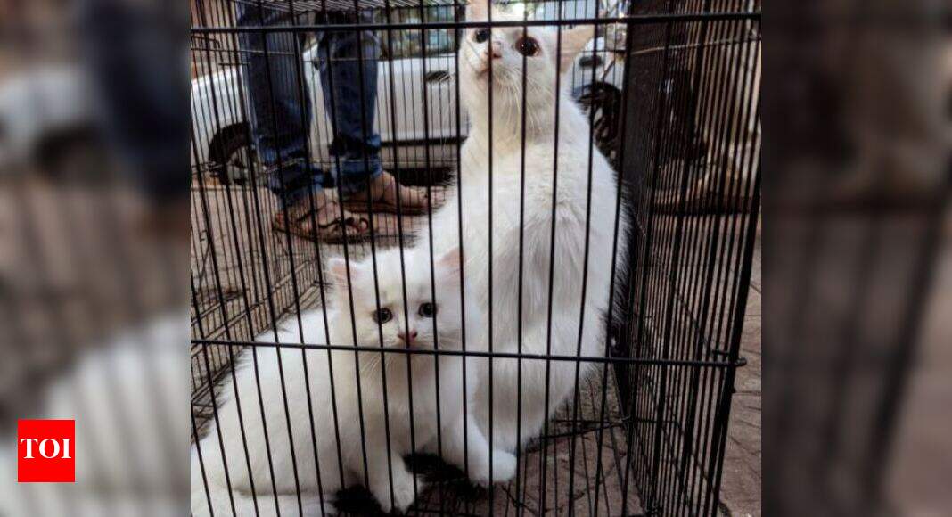 Navi Mumbai Persian cats, lovebirds seized from New Panvel pet shop