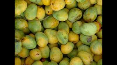 Bihar: Jardalu mangoes to be sent to VVIPs today