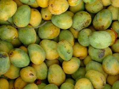 Bihar: Jardalu Mangoes To Be Sent To Vvips Today 