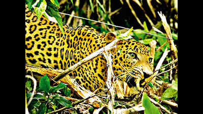 Kerala: Ensnared leopard rescued after 9-hour operation in Wayanad
