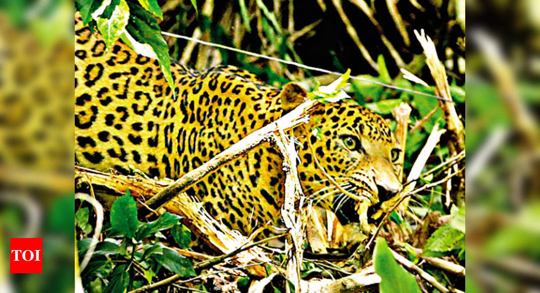 Leopard found dead in Kozhikode, Kozhikode