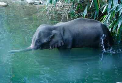 The injured 15-year-old pregnant wild elephant standing in Velliyar River moments before it died in Palakkad district of Kerala (AP file photo)