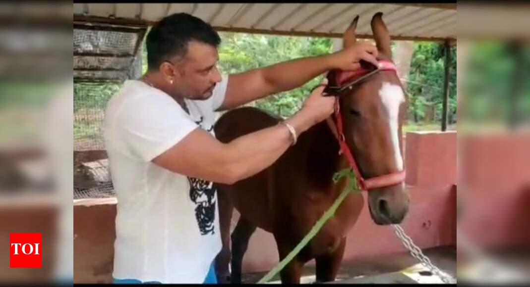 Video alert! Darshan grooming a horse goes viral on social media