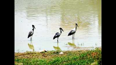 Karnataka govt asked to justify transfer of Puttenahalli bird reserve to BBMP