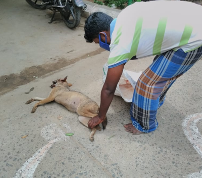 Jackal dies in TN after country bomb covered in animal fat explodes in its mouth; 12 arrested