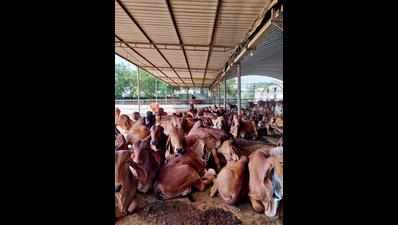 PIL filed over funds for cows drying up in lockdown