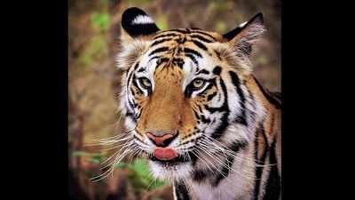 Sundari, now the tigress that no state wants